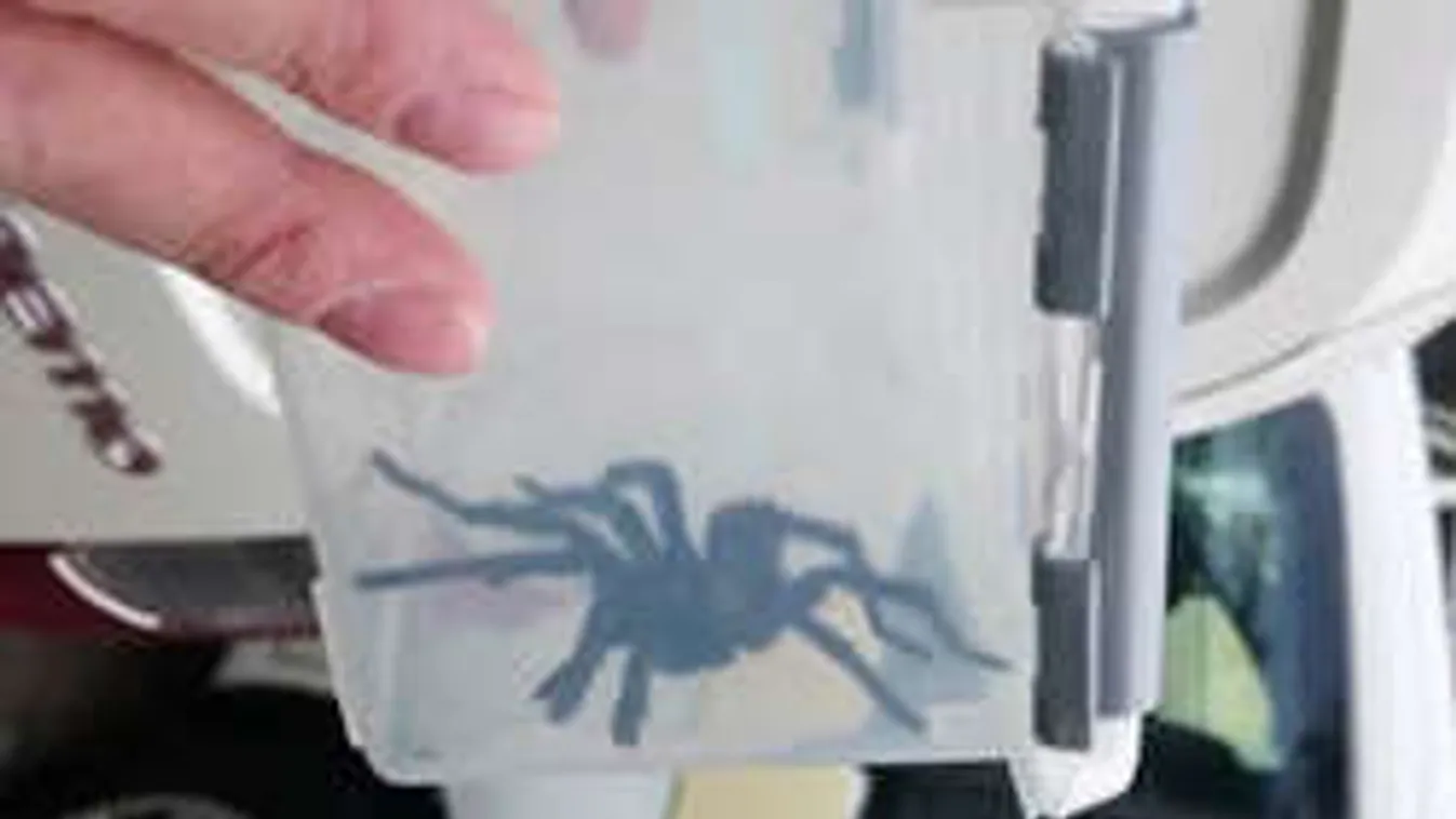 Hátborzongató lény bukkant fel a rémült turista zuhanyzójában - Fotó