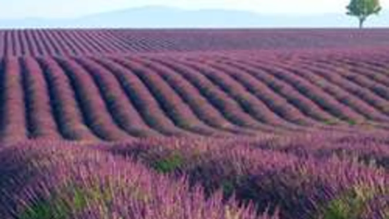 Tihany elbújhat! Mutatjuk a legizgalmasabb magyar levendulást!