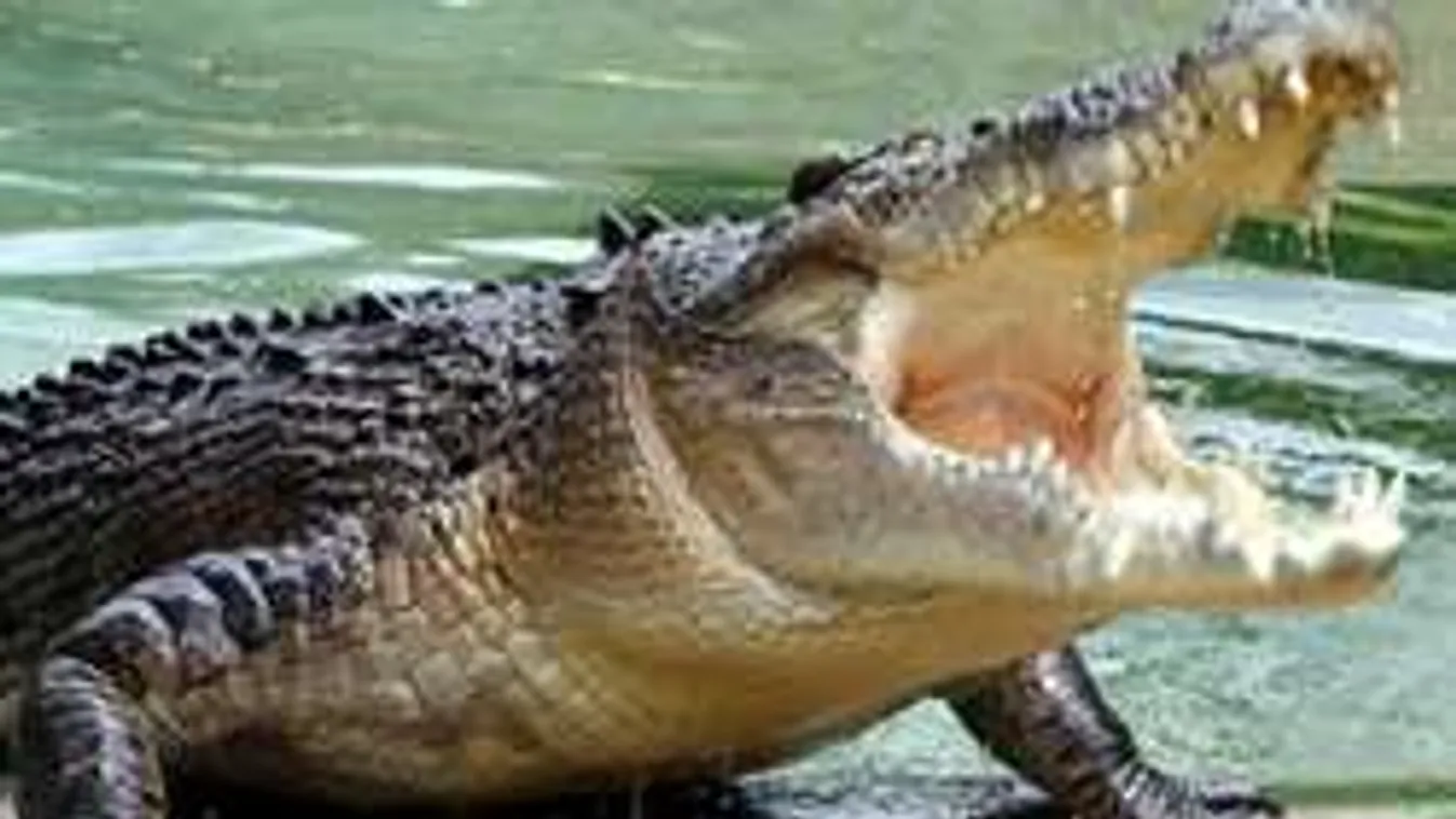 Gigantikus emberevő krokodilt fogtak! Akkora, mint 3 ember! - Fotó