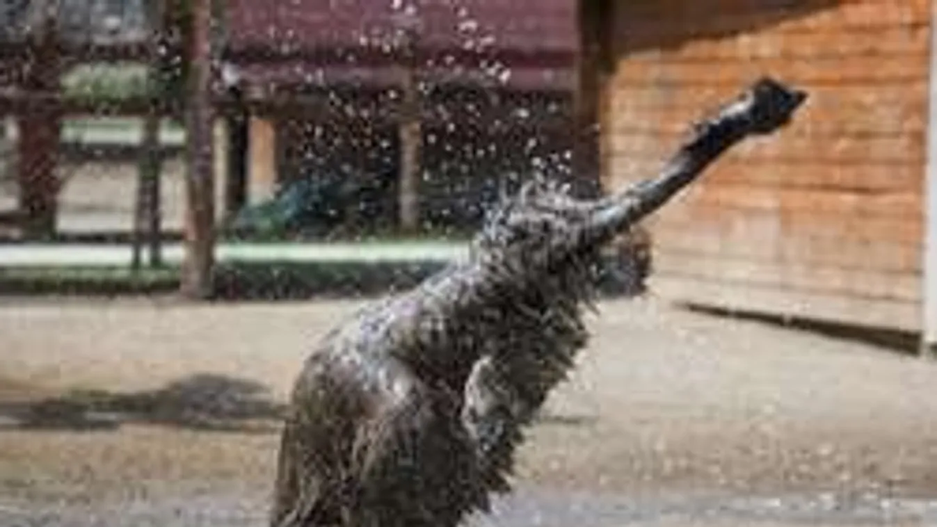 Ma hajnalban is megdőlt egy melegrekord! Mi történt az Állatkertben?