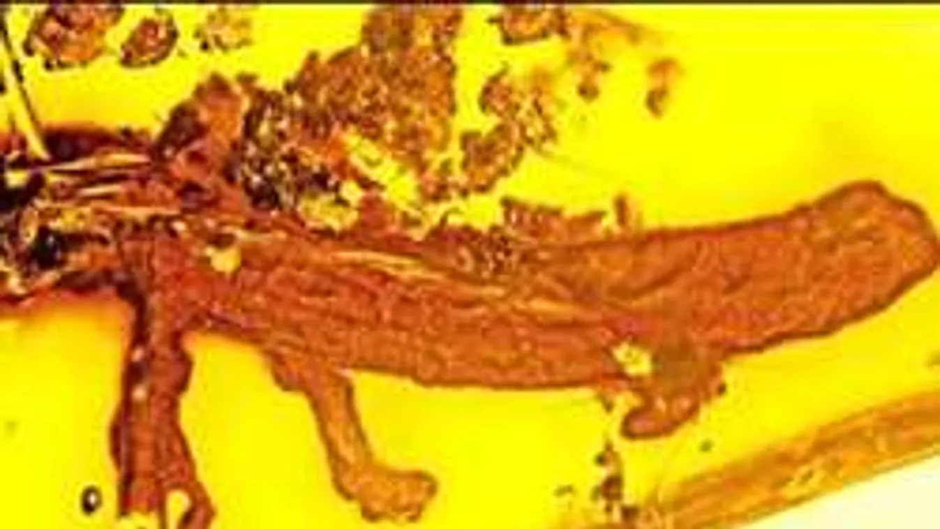 Különös lényre bukkantak egy 20 milló éves borostyánba zárva!