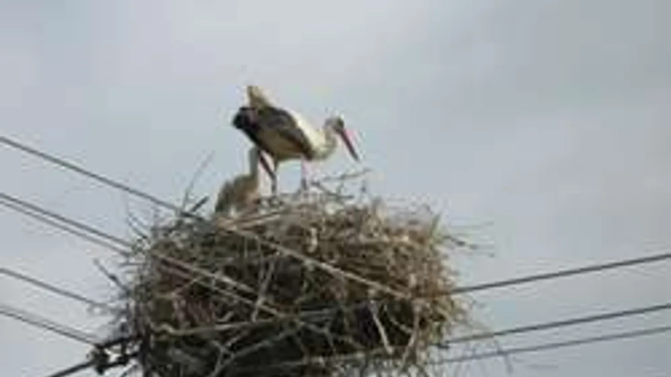 Gólyafiókát ütött agyon a jég Vas megyében