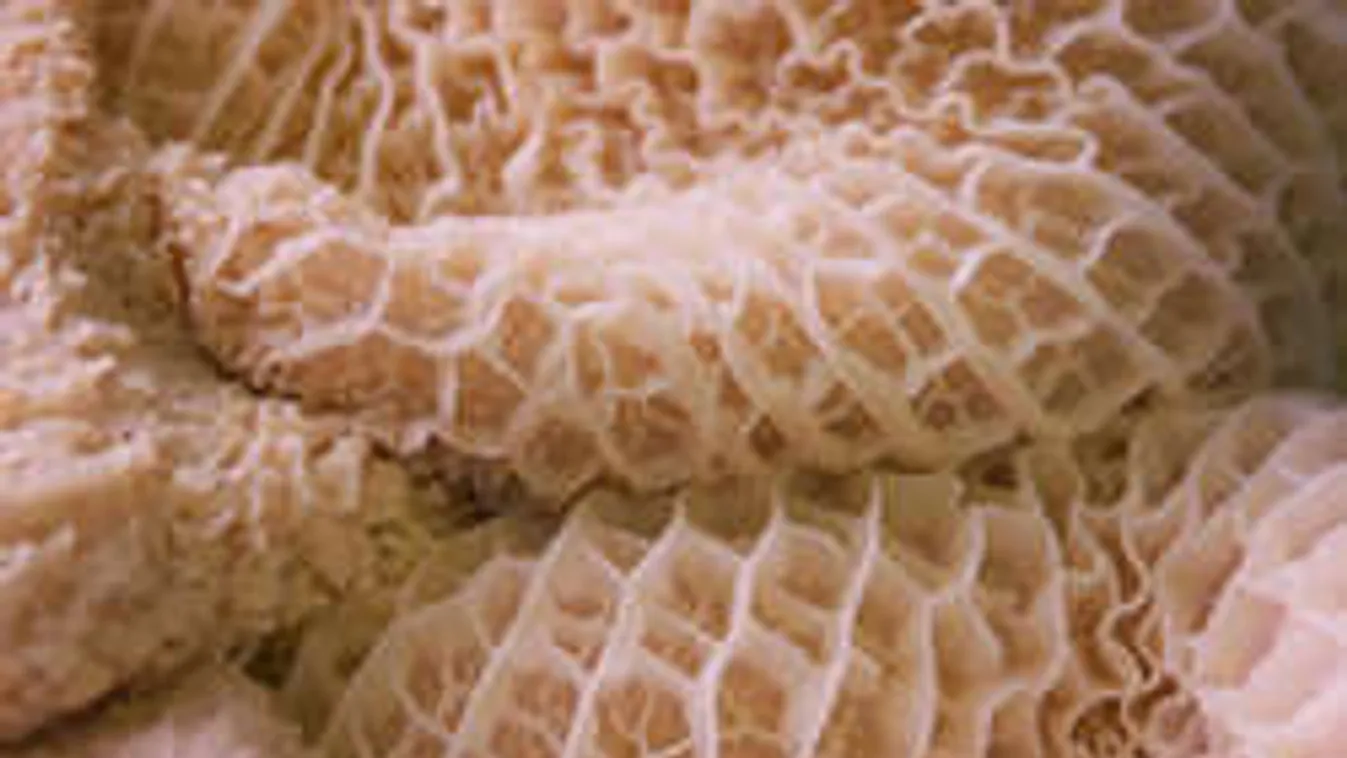 Hoppácska: A világ 7 legfurcsább étele közt előkelő helyen egy magyar!