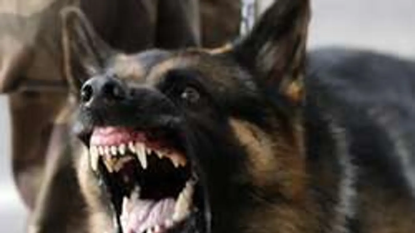 Durva videó: kiképzőjére támadt a rendőrkutya!