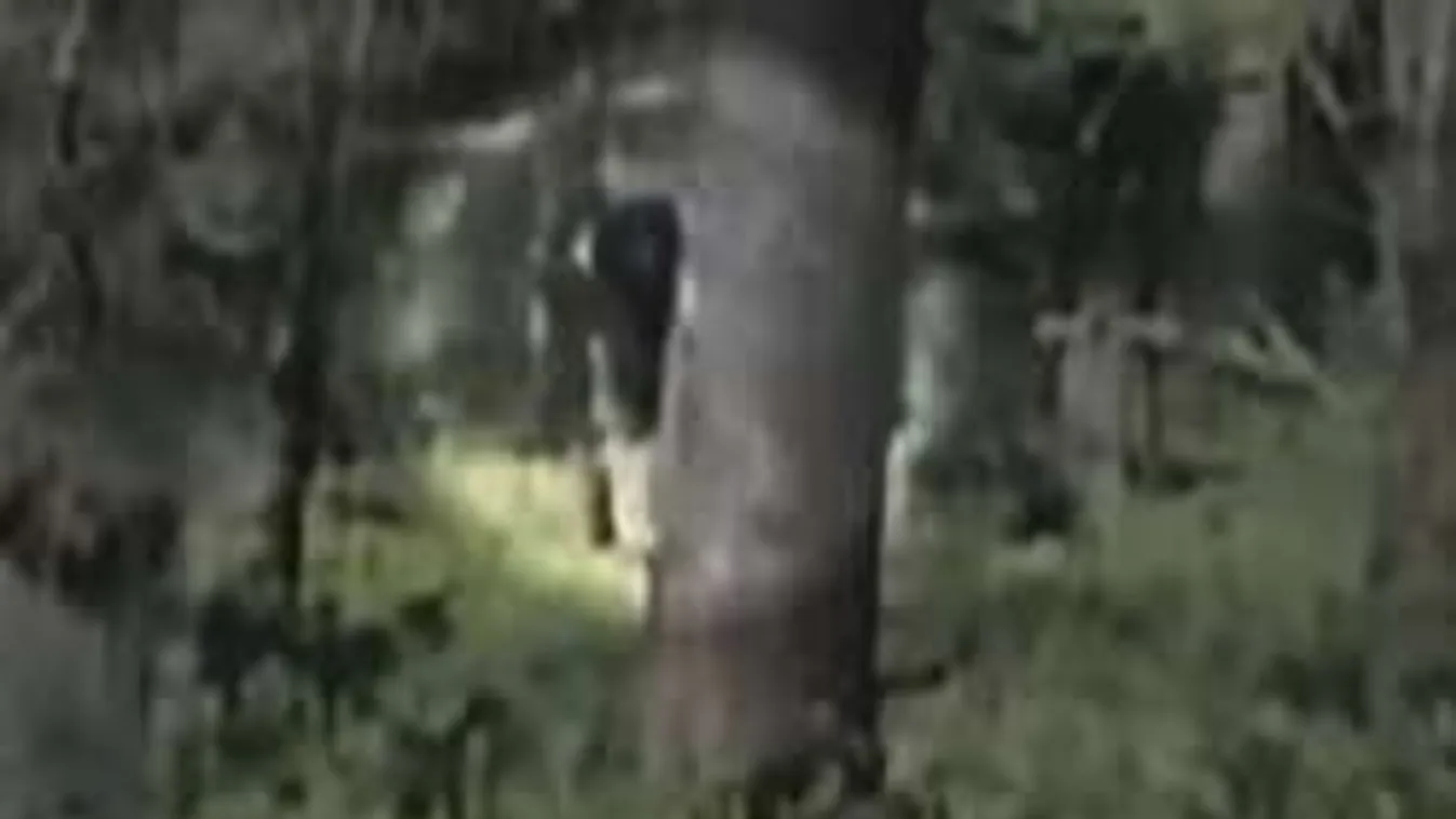 Félelmetes dolgot fotóztak a kirándulók az erdő mélyén