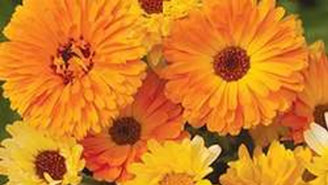 Ez a gyógynövény igazi csodaszer: jobban fiatalít, mint bármi más