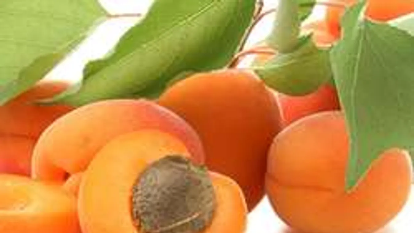 Most érik a legfinomabb gyógyerejű magyar gyümölcs! Élj 120 évig!