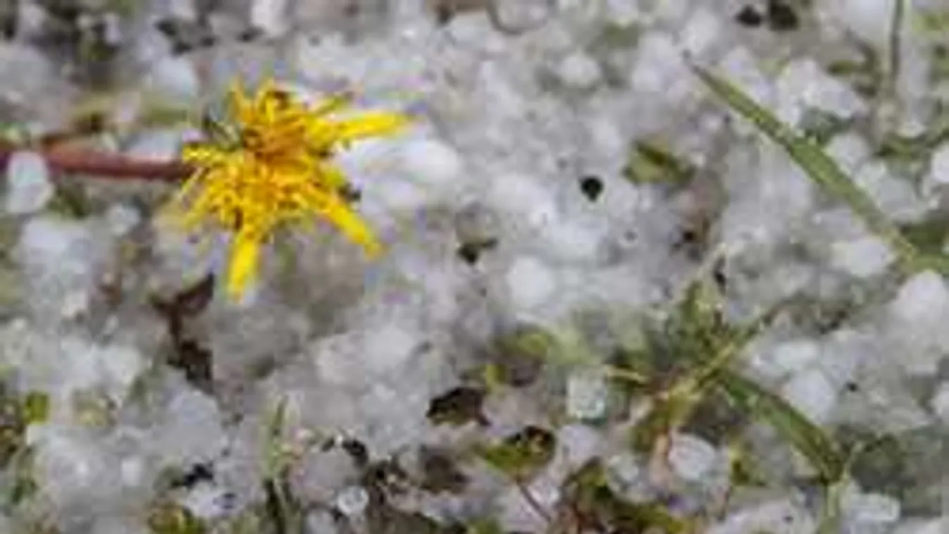 Szereted a gyümölcsöt? Ez a hír fájni fog!