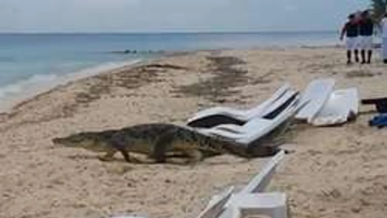 Óriási emberevő hüllő keltett pánikot a népszerű strandon! - Videó