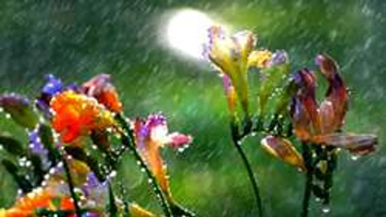 Szakad az eső? Ha ezt teszed a vizes kerteddel, csodát látsz!