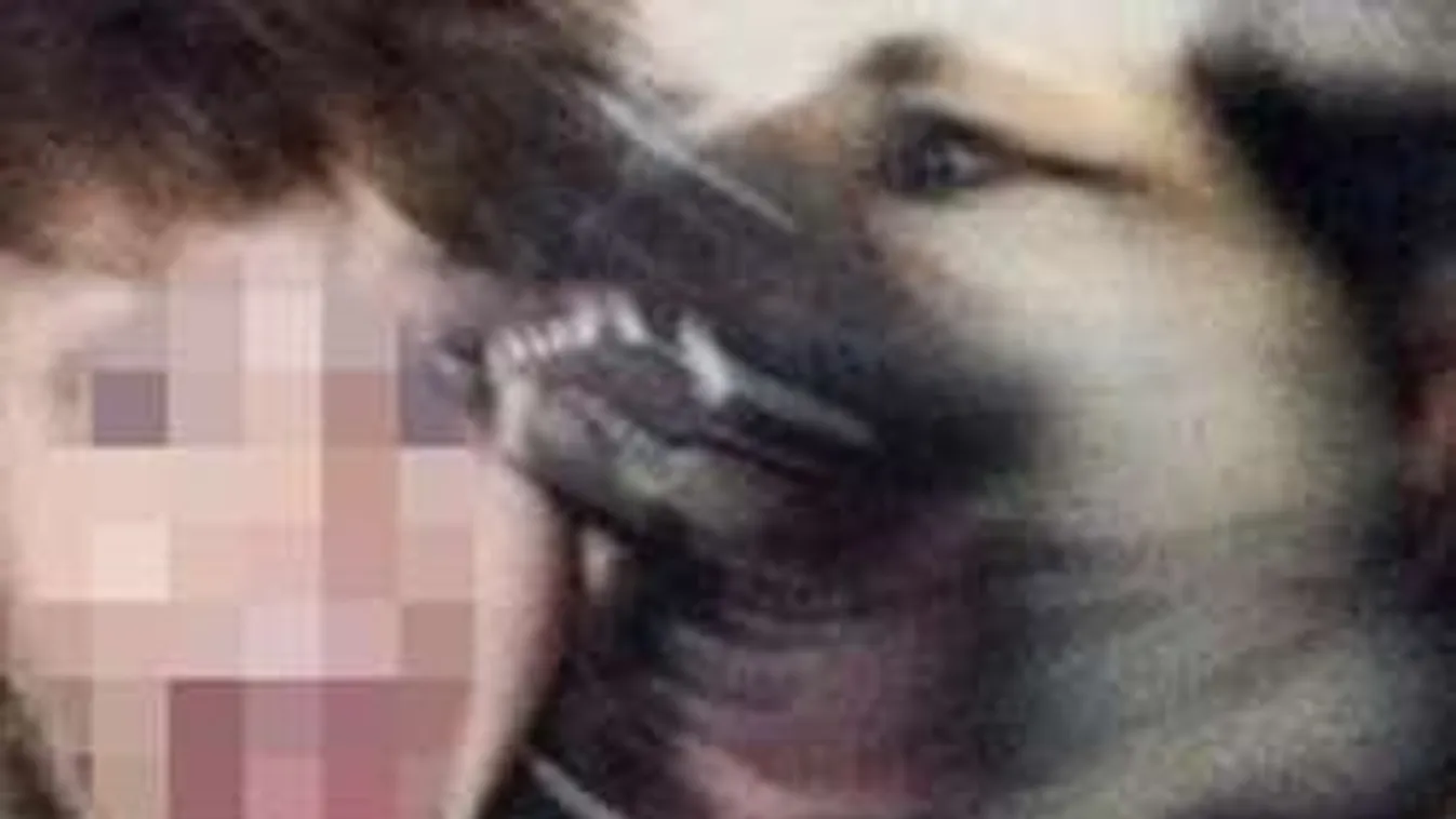 Horrorbaleset: arcon harapta a kisfiút a kutya szelfizés közben!-FOTÓ-