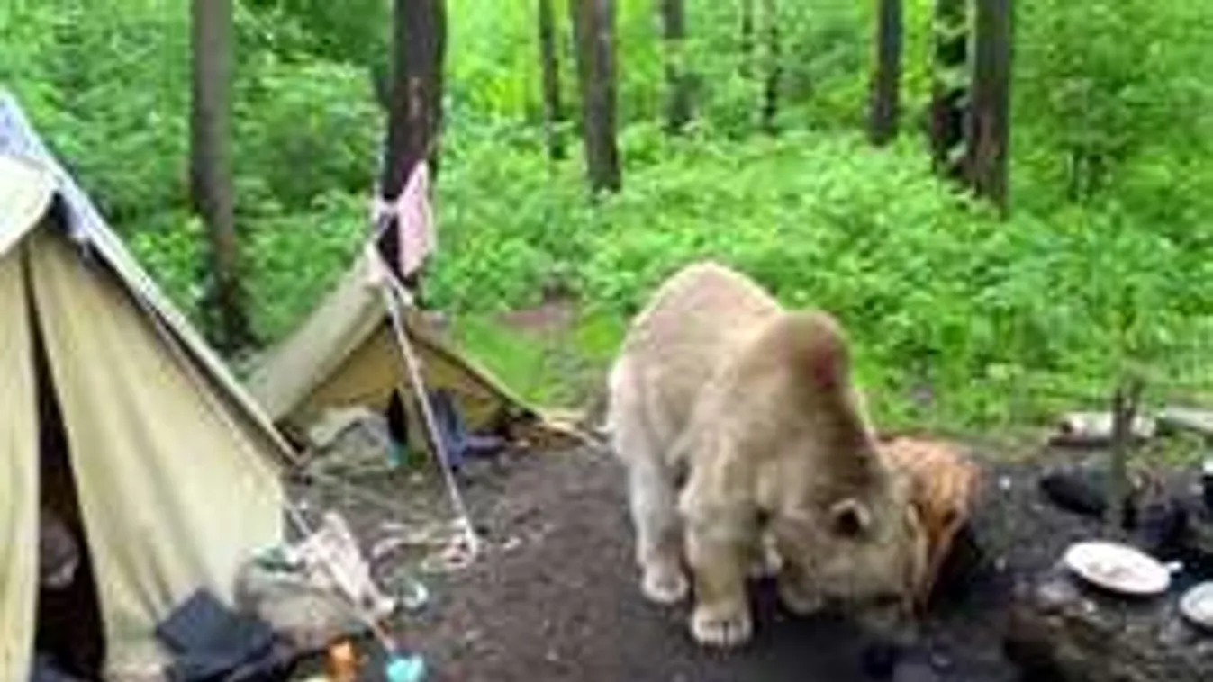 Barna medve rontott a kempingező családra!