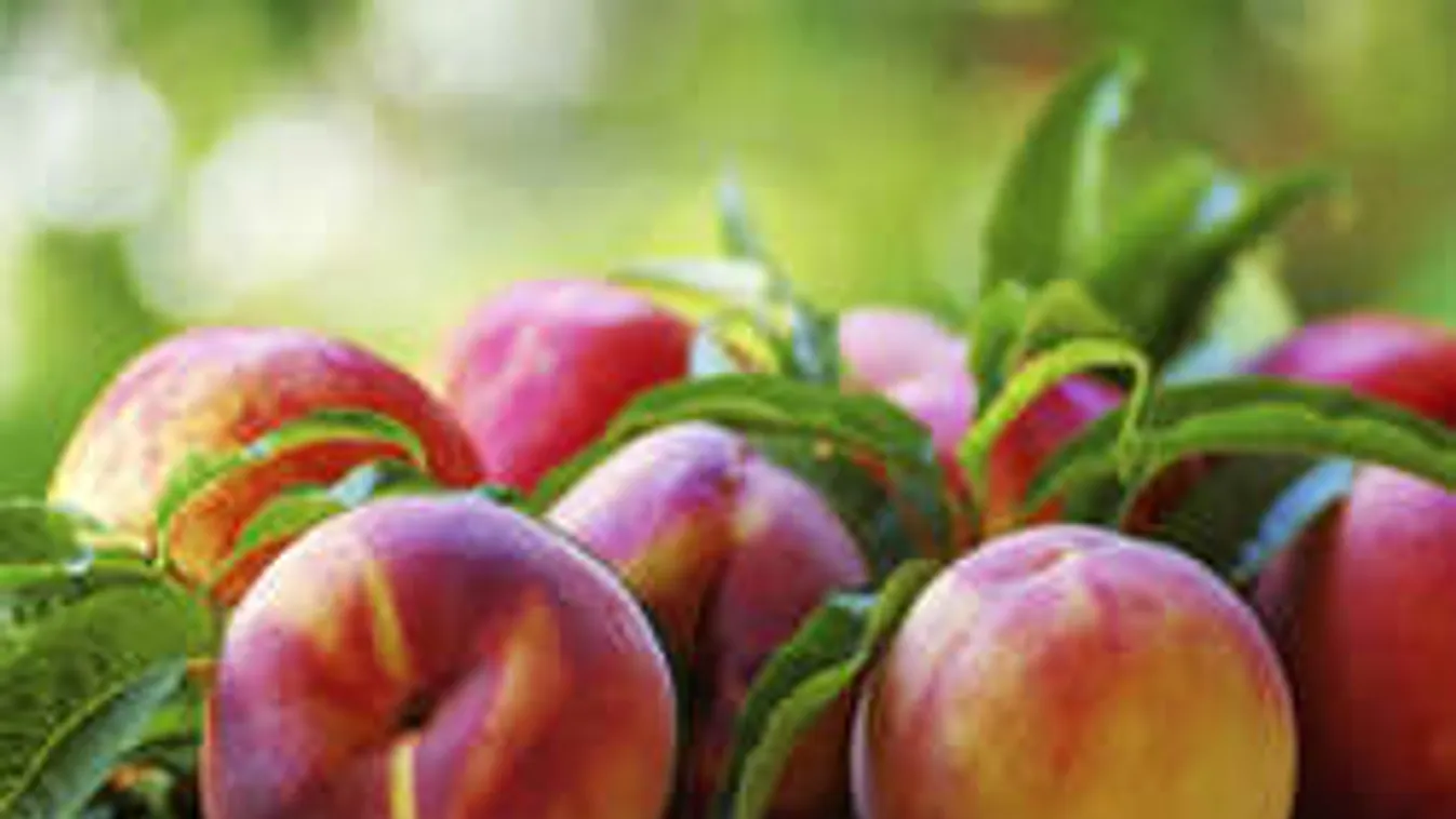 Felrobbantotta a netet az őszibarack: nem hiszel a szemednek!