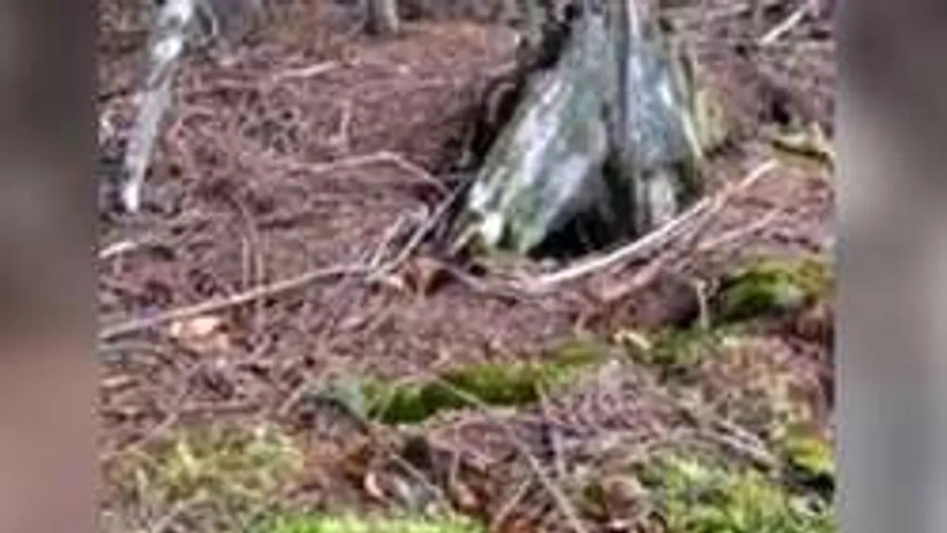 Horror az erdőben: Kóbor kutya szájában volt a halott nő testrésze!