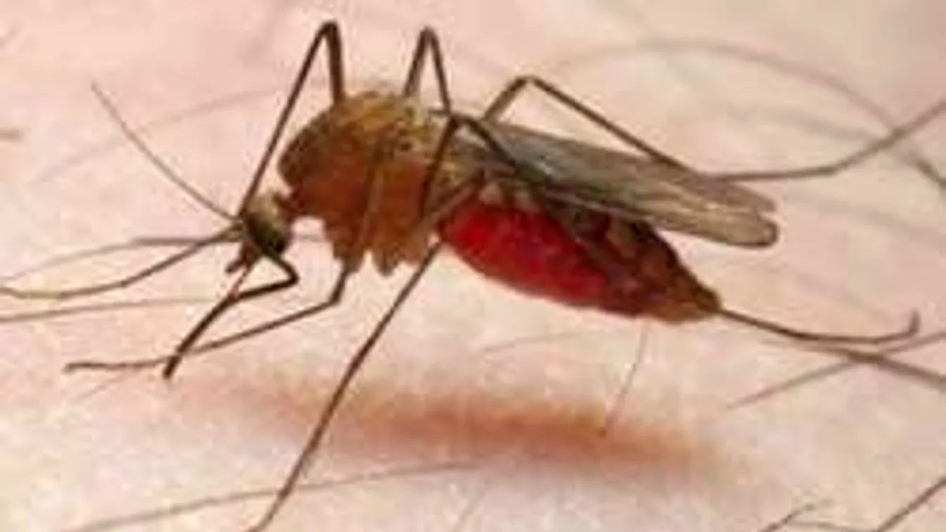 Szúnyoginvázió fenyegeti az országot: új, agresszívebb fajt találtak!