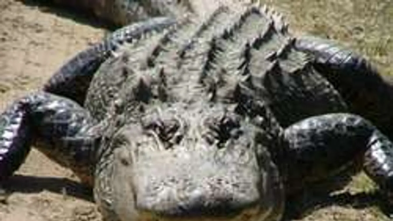 Nem hitt a szemének: lefotózta a fára mászó mutáns aligátort!