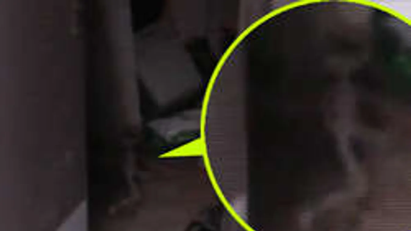 Egy apuka videóra vette a lányára támadó idegen lényt!