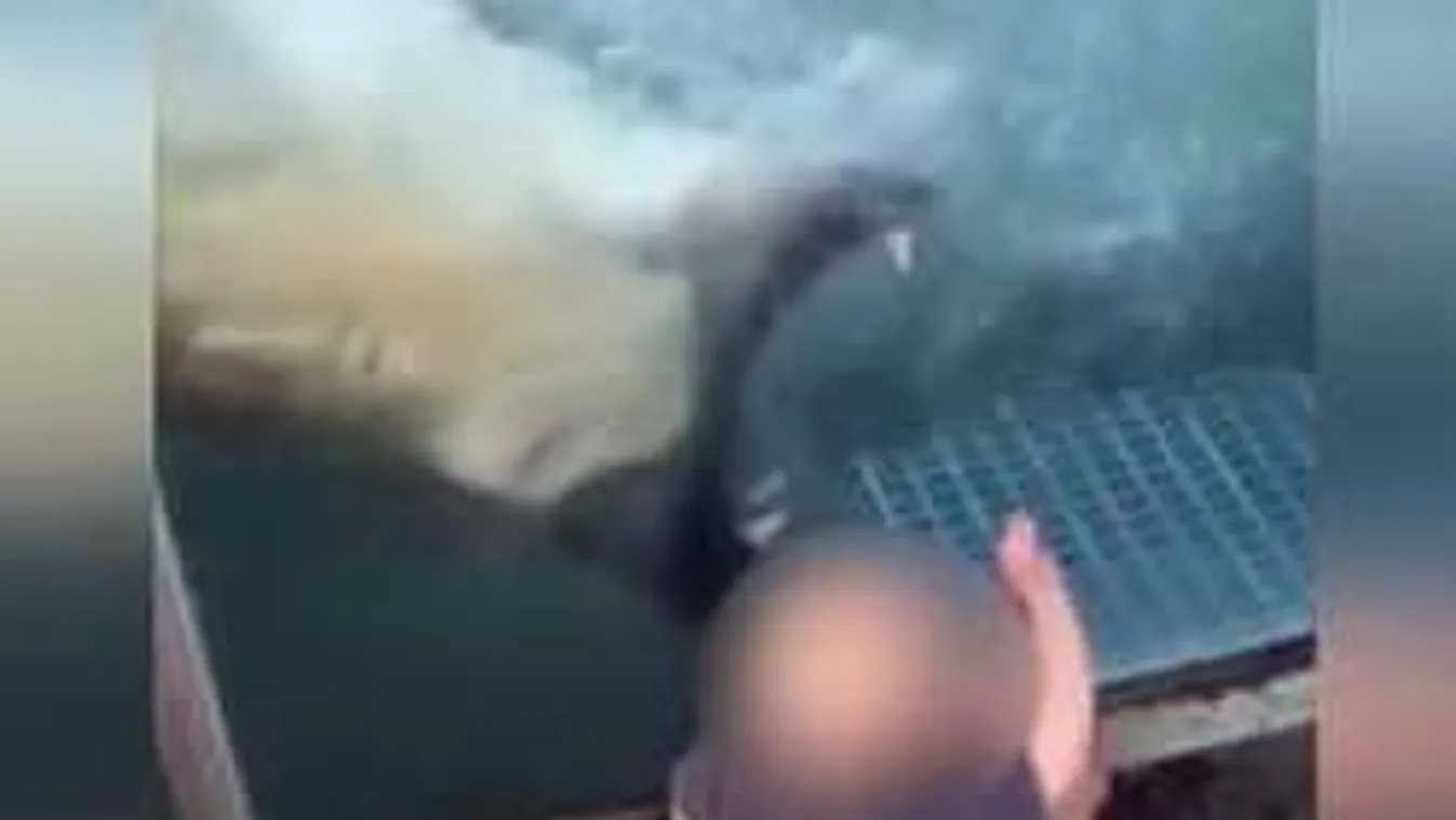 Sokkoló videó: Ártatlan kisfiúra támadt a megvadult jegesmedve!