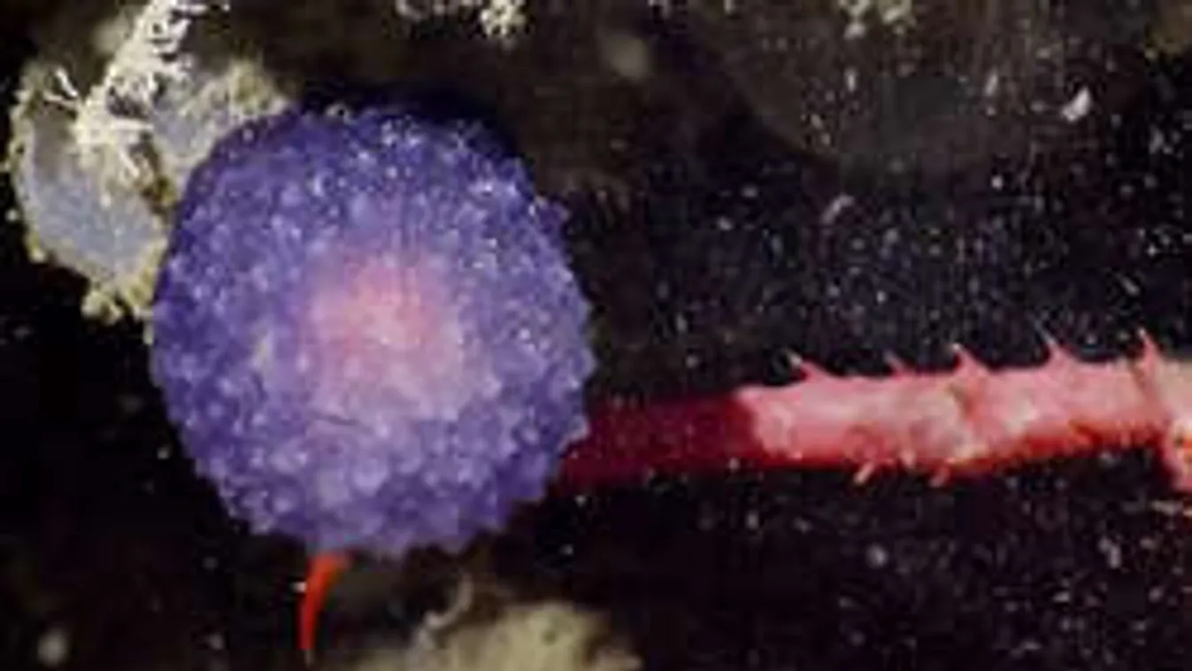 Újabb különös mélytengeri lényre bukkantak