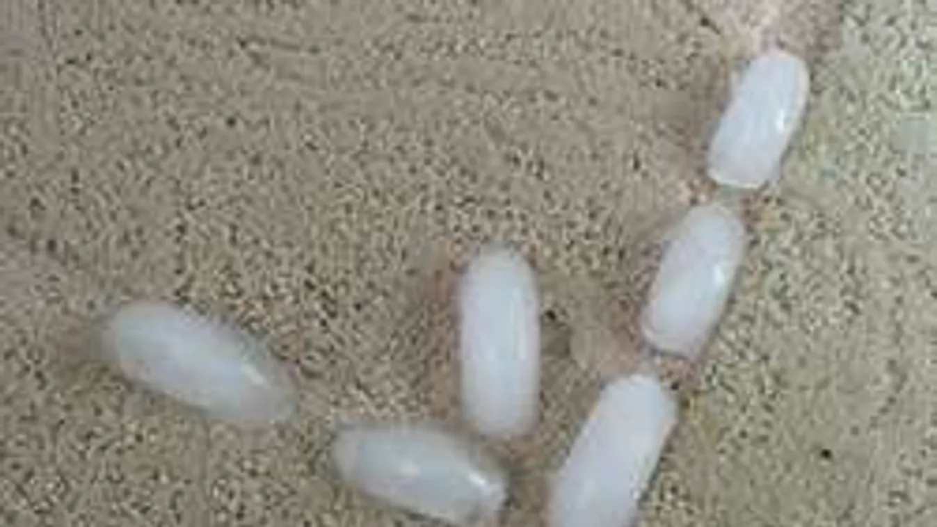 Ezt műveli a jégkocka a régi, rossz szőnyeggel!