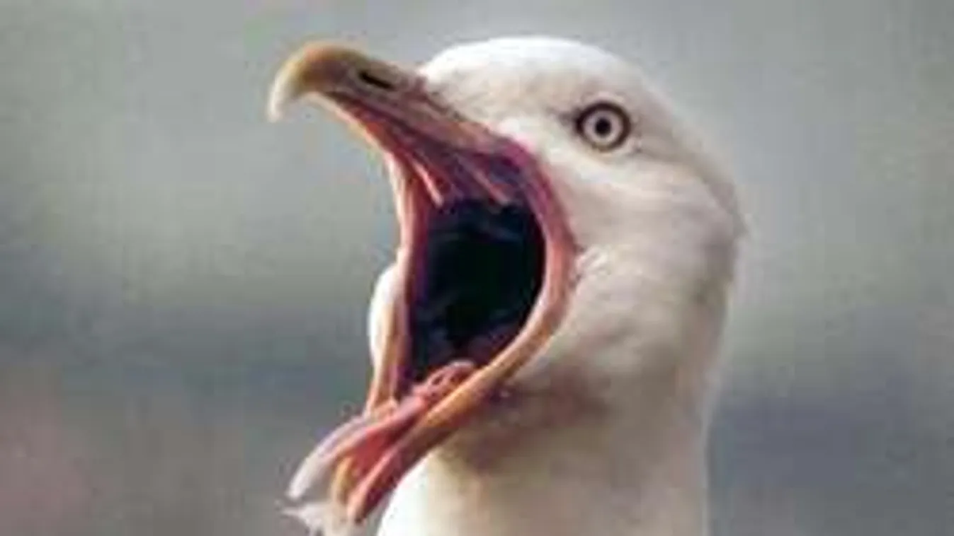 Éhes sirály támadt a gyanútlan tinilányra, 5 métert zuhant!