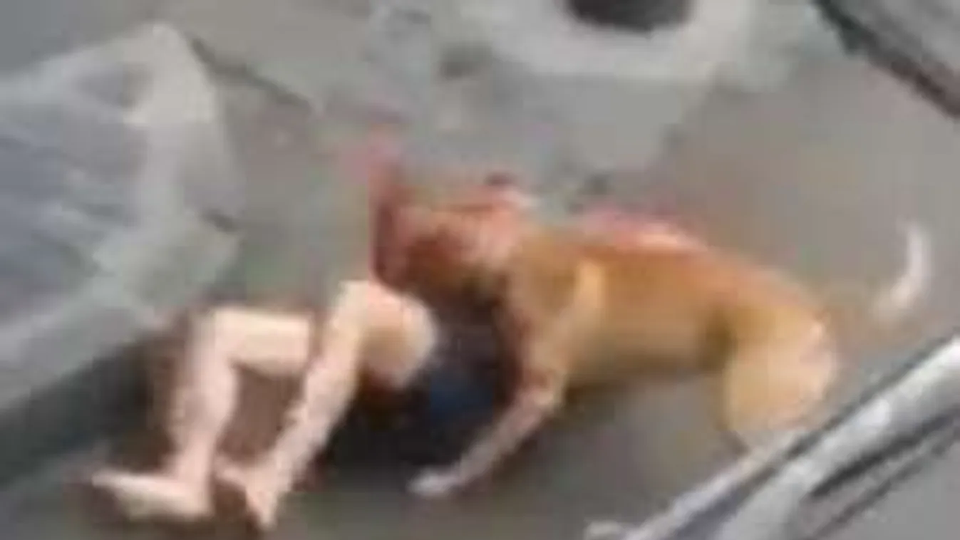 Félmeztelen férfit harapott össze a vérszomjas harci kutya - Videó