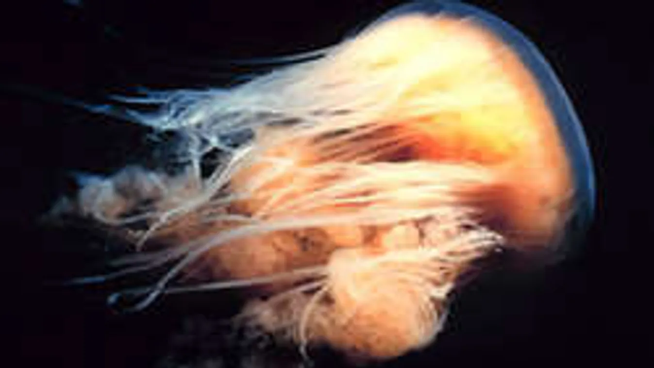 Óriási gyilkos vízi szörnyek tartják rettegésben a brit fürdőzőket!