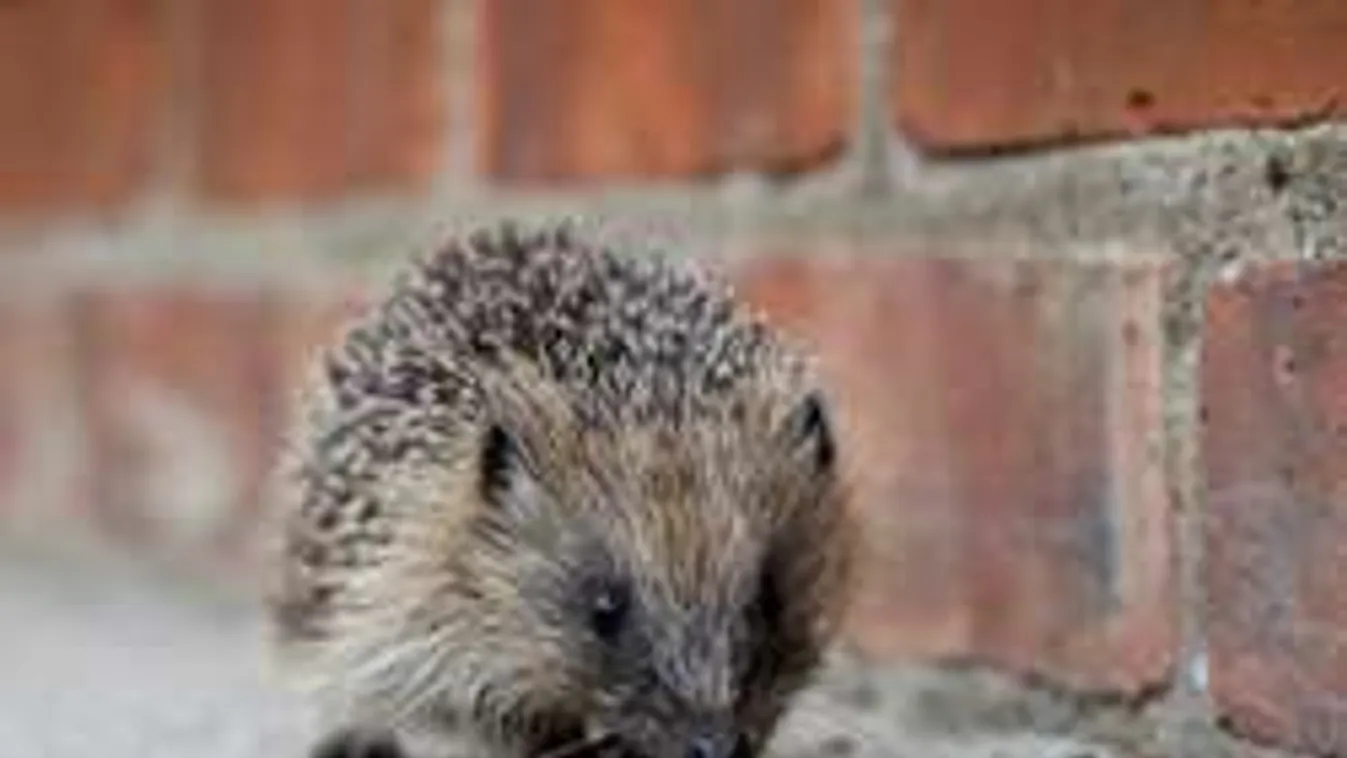 Kegyetlen kínzás: Elevenen gyújtottak fel egy kisállatot Angyalföldön!