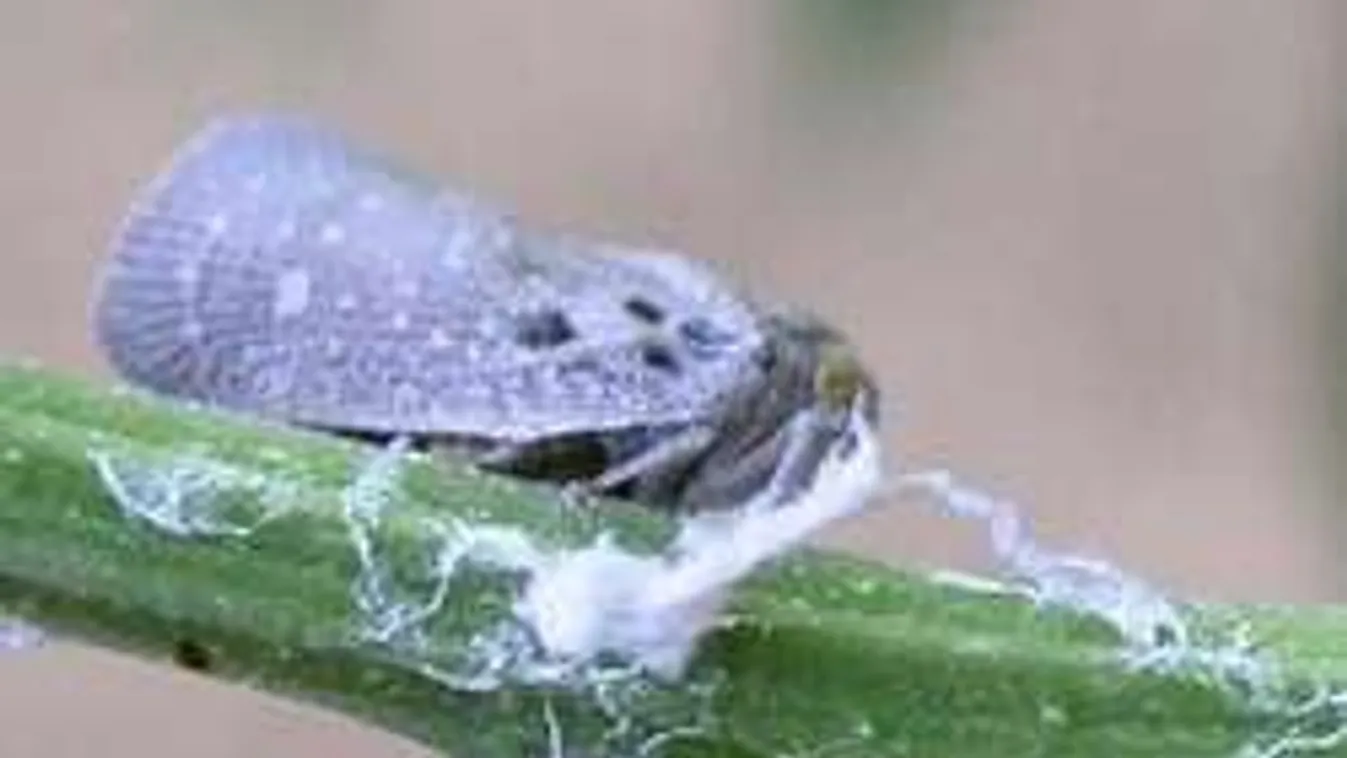 Íme, a kerted új gyilkosa: Nem ismer kegyelmet!