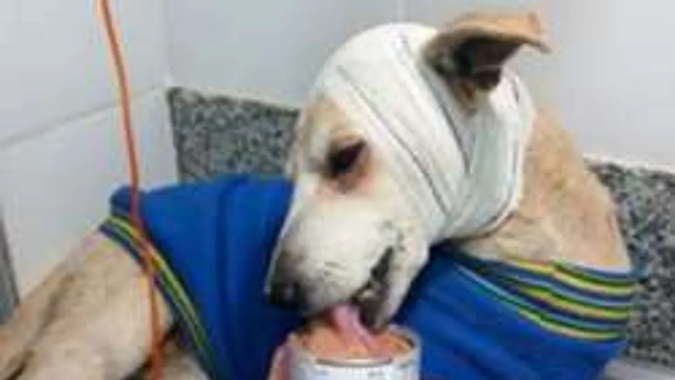 Brutális állatkínzás: tényleg csak erős idegzetűeknek!