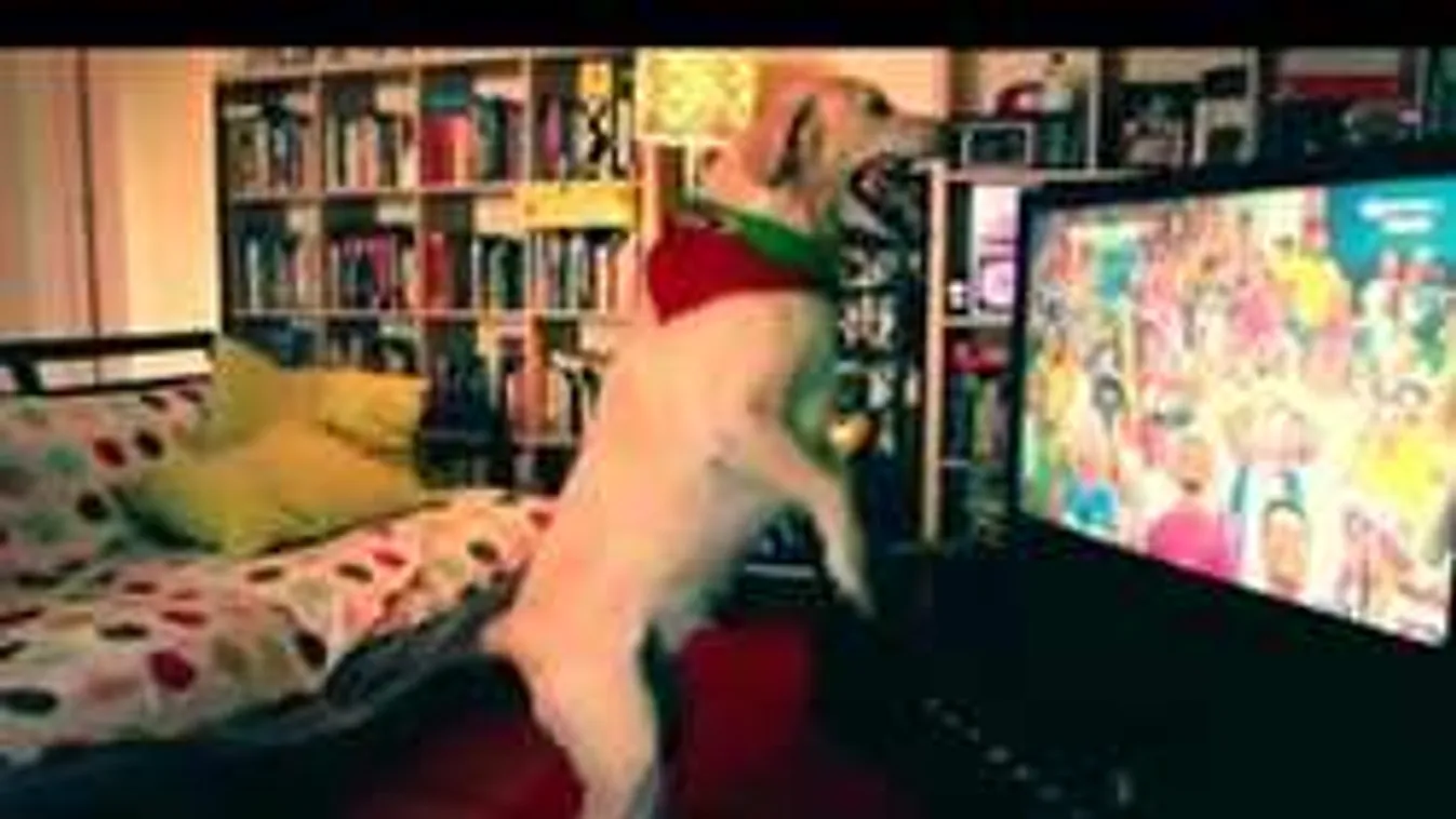 Látnod kell: így drukkol egy a kutya a portugáloknak - videó