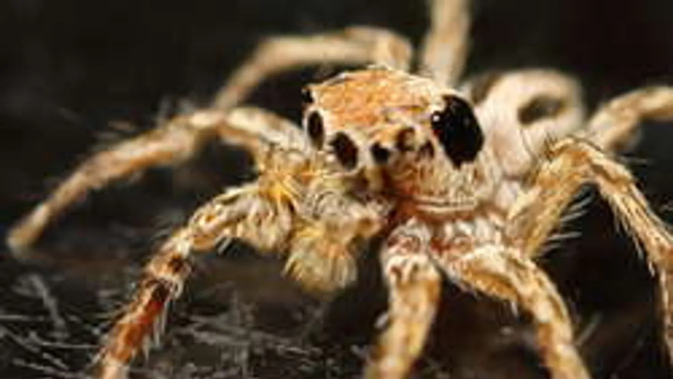 Õrület: Busz méretű óriáspókra bukkantak egy mexikói szigeten!