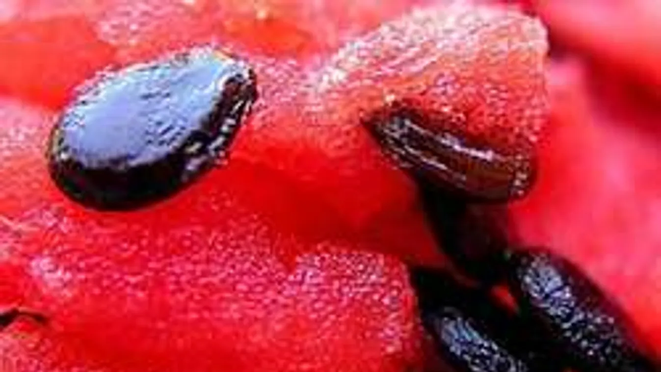 Most figyelj! Dinnyemag az új szotyi!