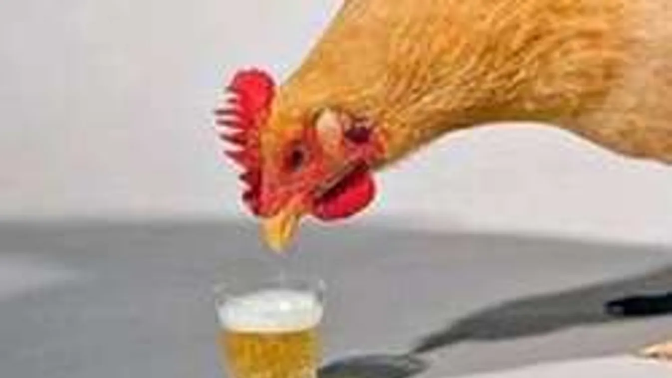 Mi köze a csirkének a sörösdobozhoz? Elképesztő megoldás!