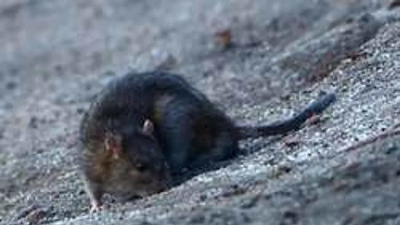 Riadalom Budapesten: patkányinvázió van a belvárosban?