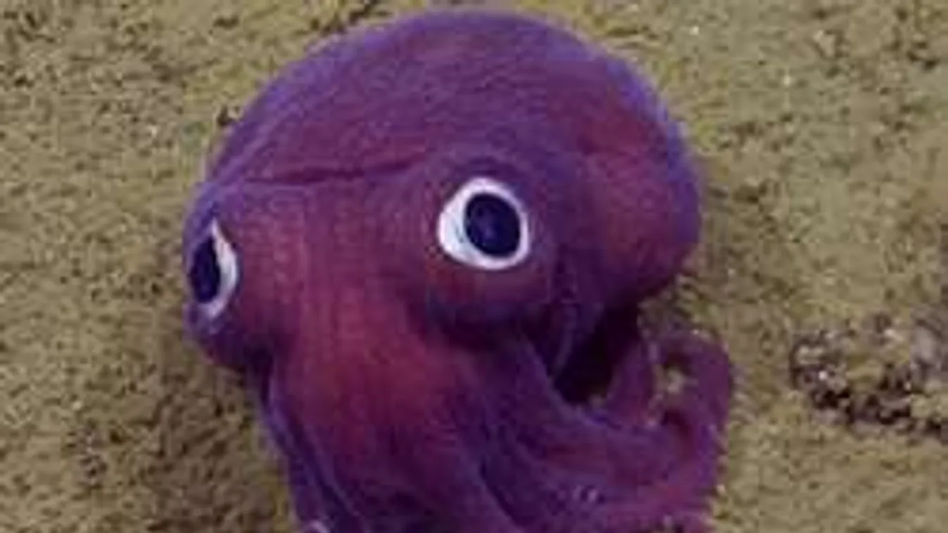 Bizarr lényre bukkantak a tenger fenekén