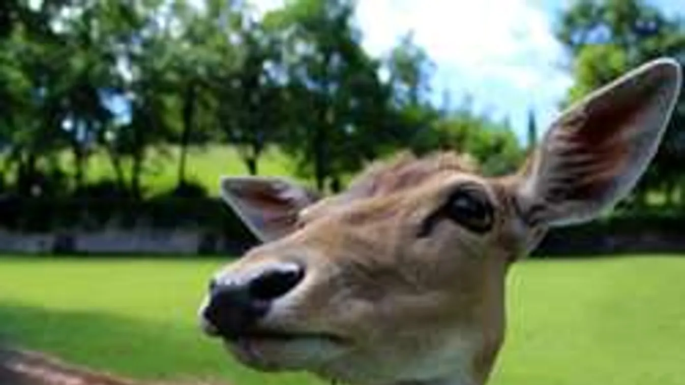 Sorban törik a kocsikat a szerelmes őzek - Ki fizeti a kárt?