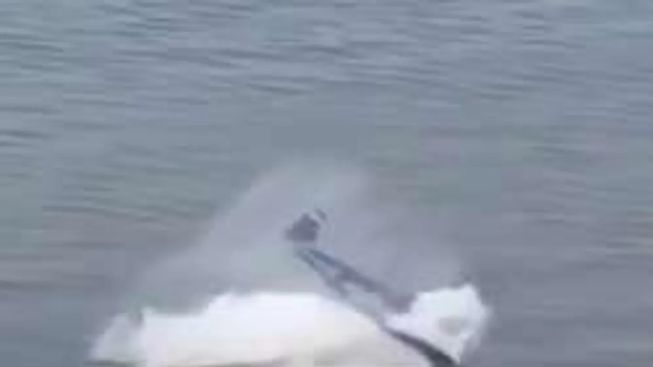 Nézők mentették ki a légiparádén vízbe csapódott repülőgép pilótáját!