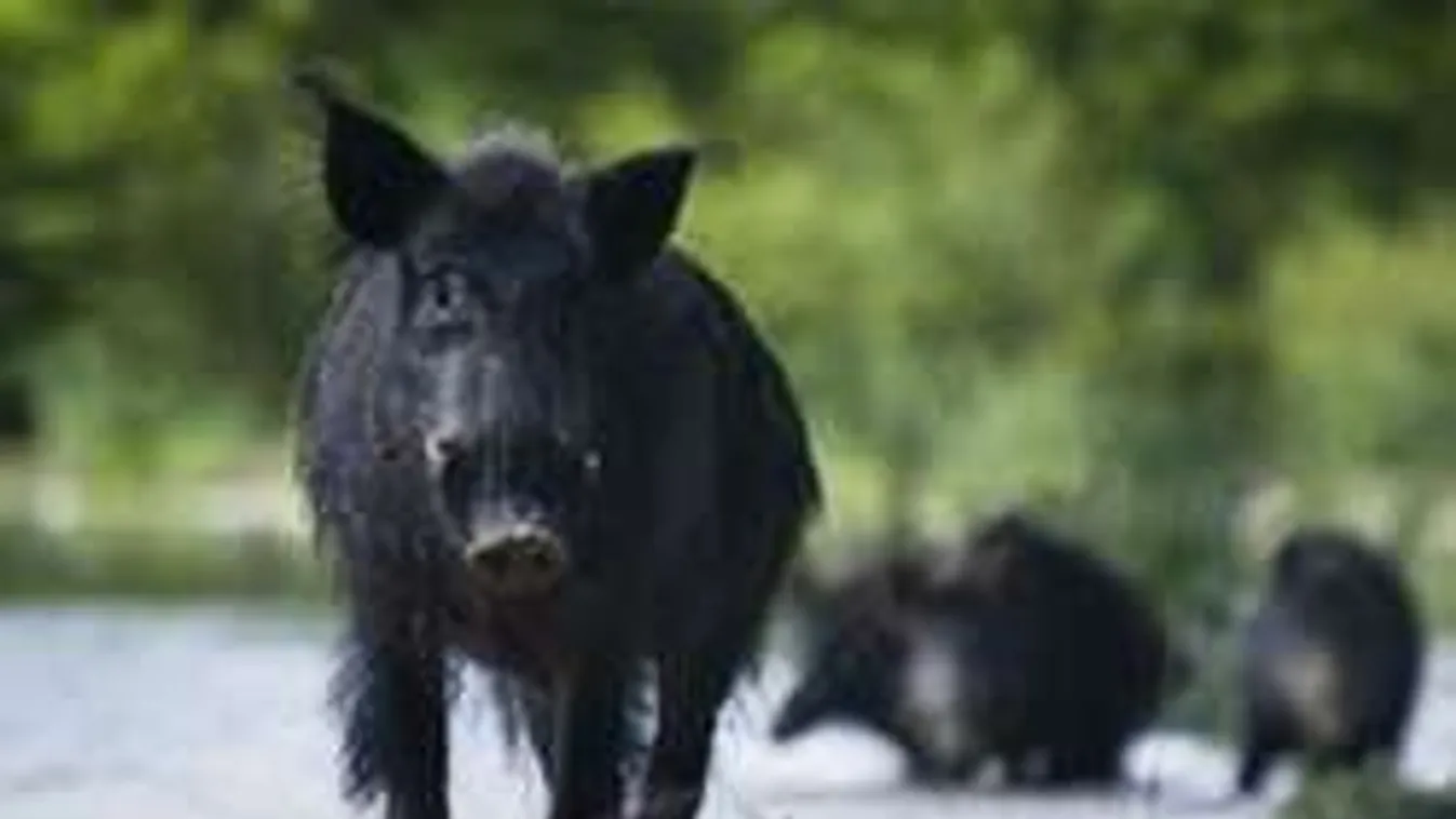 Kóbor vaddisznótól rettegnek a Széchenyi-hegyi gyermekvasútnál!