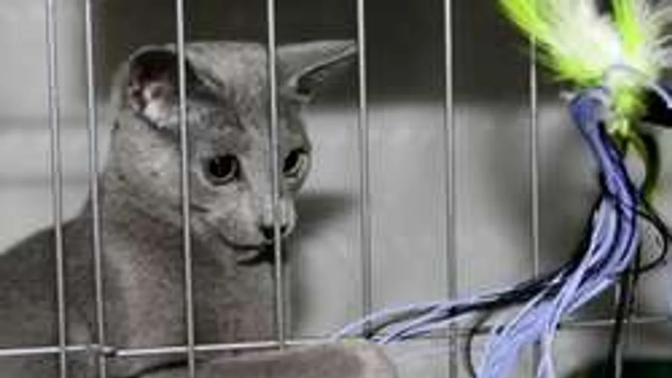 Brutális állatkínzás: Ilyen horrorsérülést még az állatorvos sem látott!