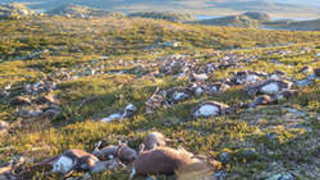 Háromszázhuszonhárom rénszarvassal végzett egy villám