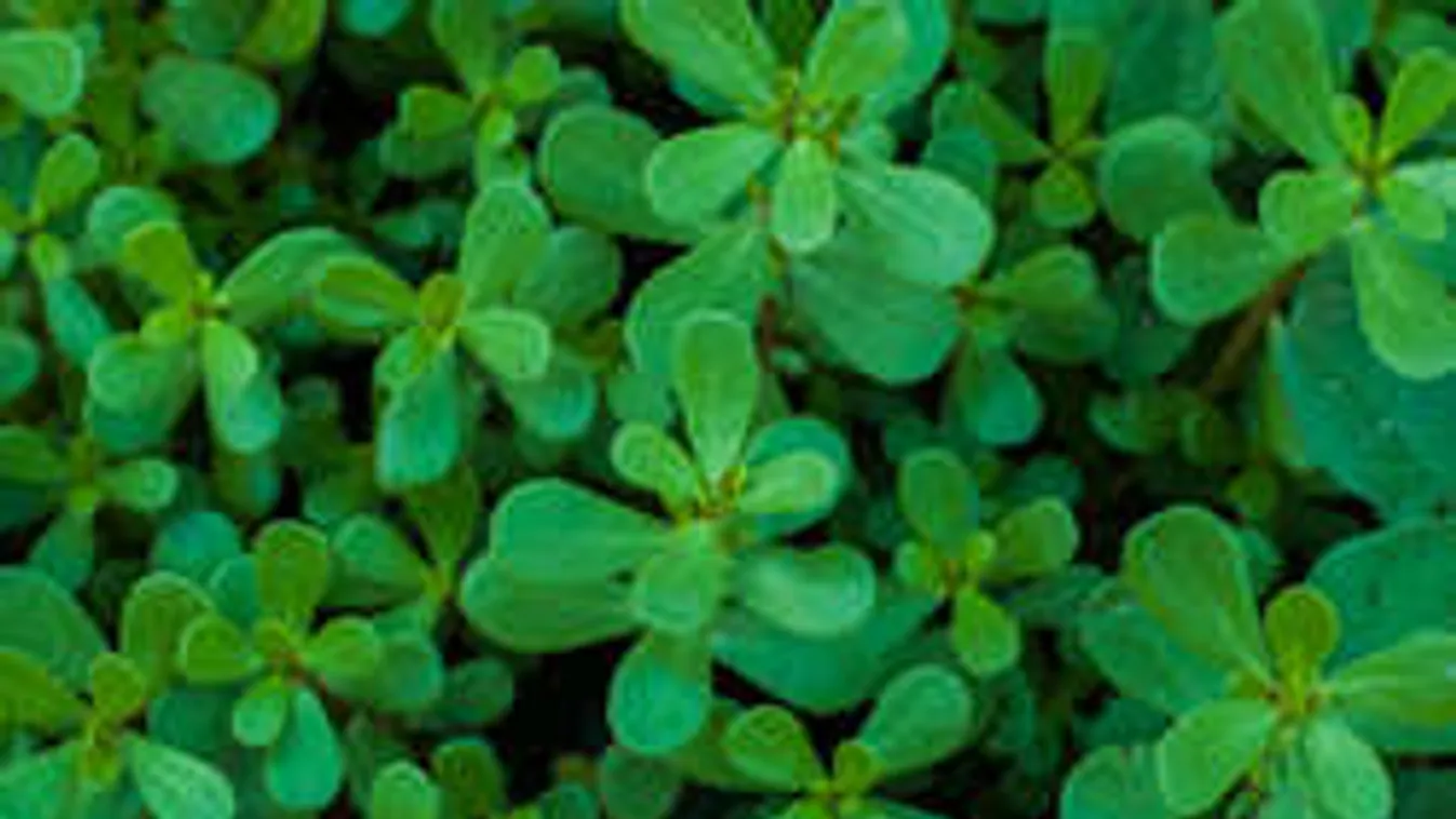 Ez a magyar gyomnövény a fiatalság titka