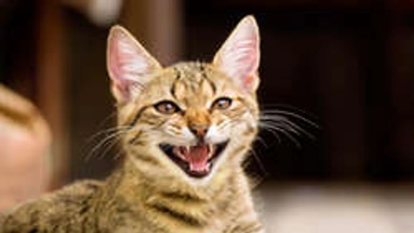 Hihetetlen! Ilyen kegyetlenül végeztek egy macskával Budapesten