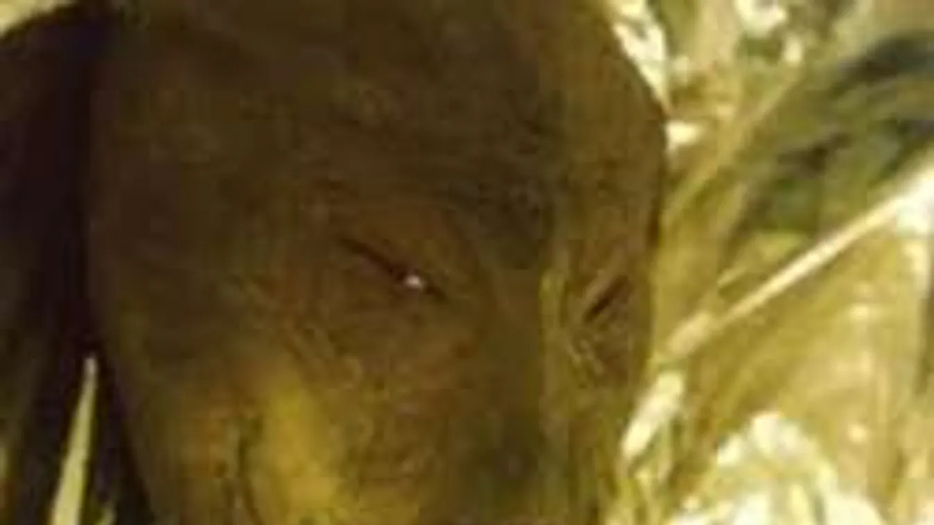 Megszökött az agyoncsapott bizarr lény a hűtőládából