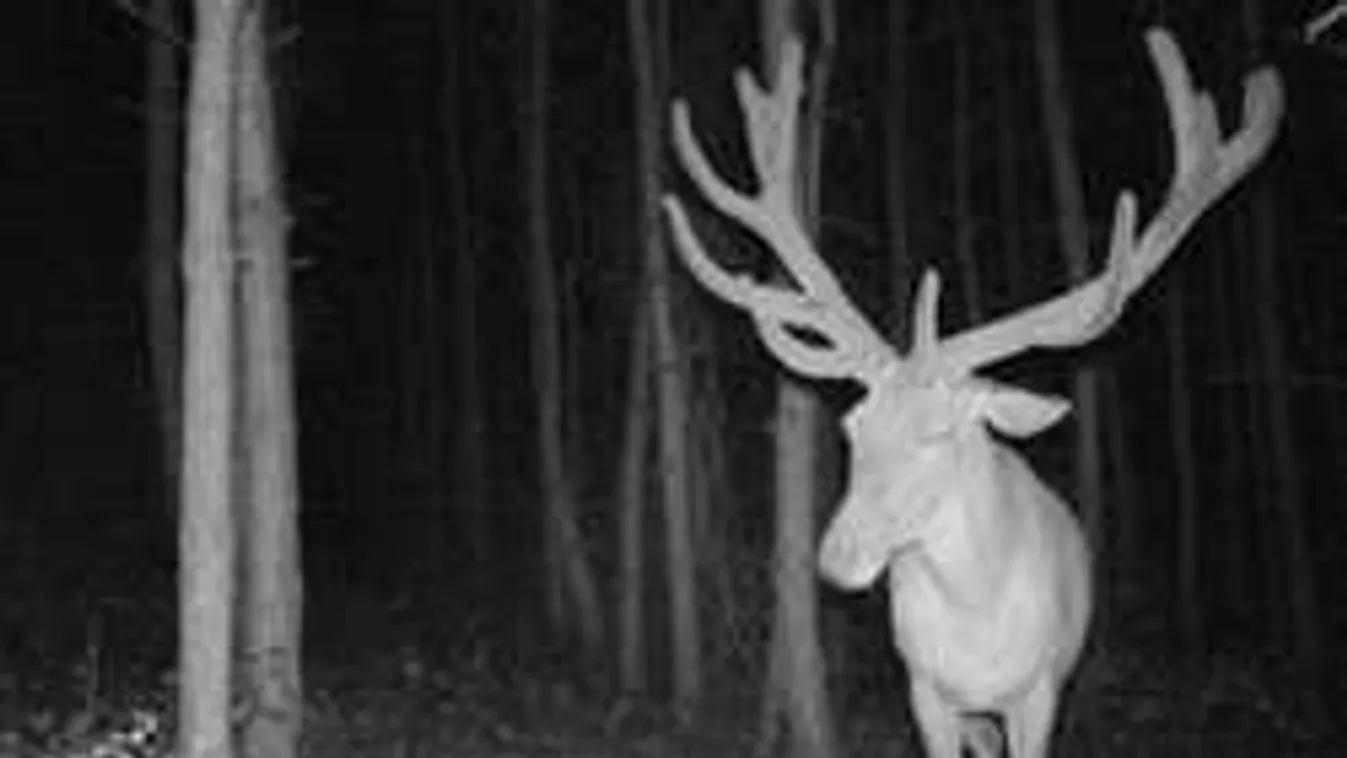 Eszméletlen, mit rögzített Nógrád megyében az éjszakai vadkamera!