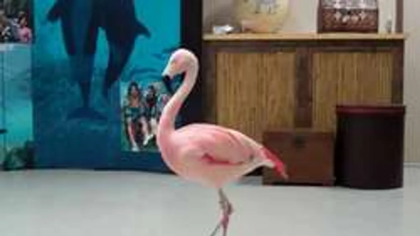 Brutális kegyetlenséggel ölték meg a világ egyik leghíresebb állatát