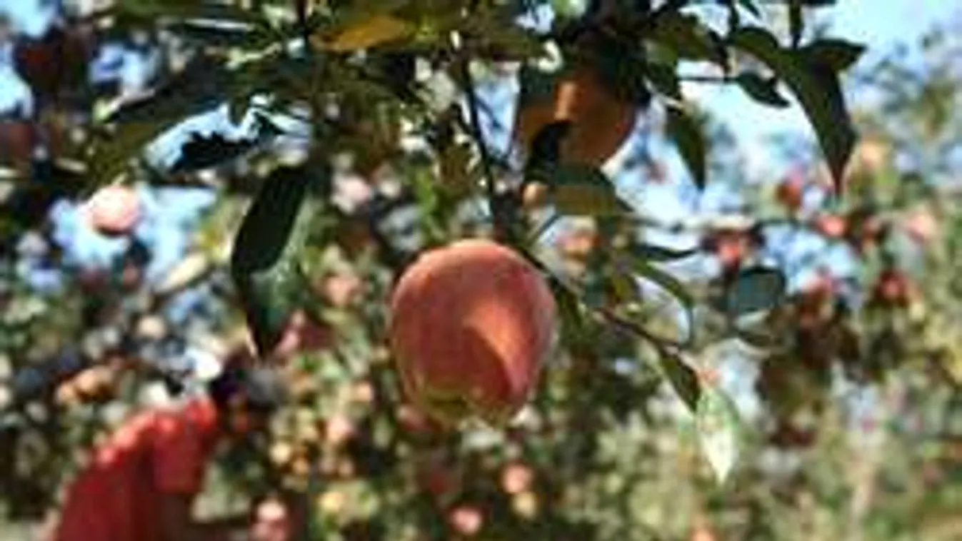 Fent marad a fán a magyar gyümölcs? 10.000 idénymunkás hiányzik!