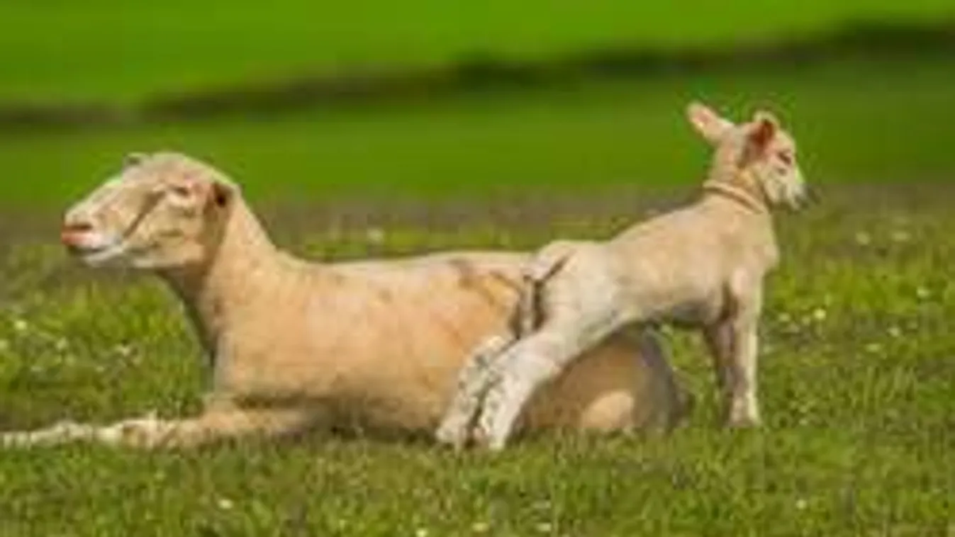 Gyilkos kutyahorda marcangolja a gazdák jószágait!