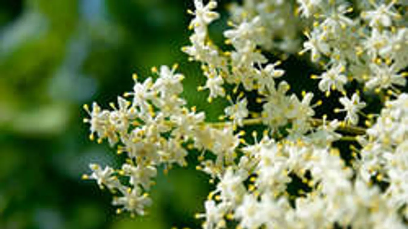 Rejtélyes bodzalopó banda szívatja a gazdákat Kecelen