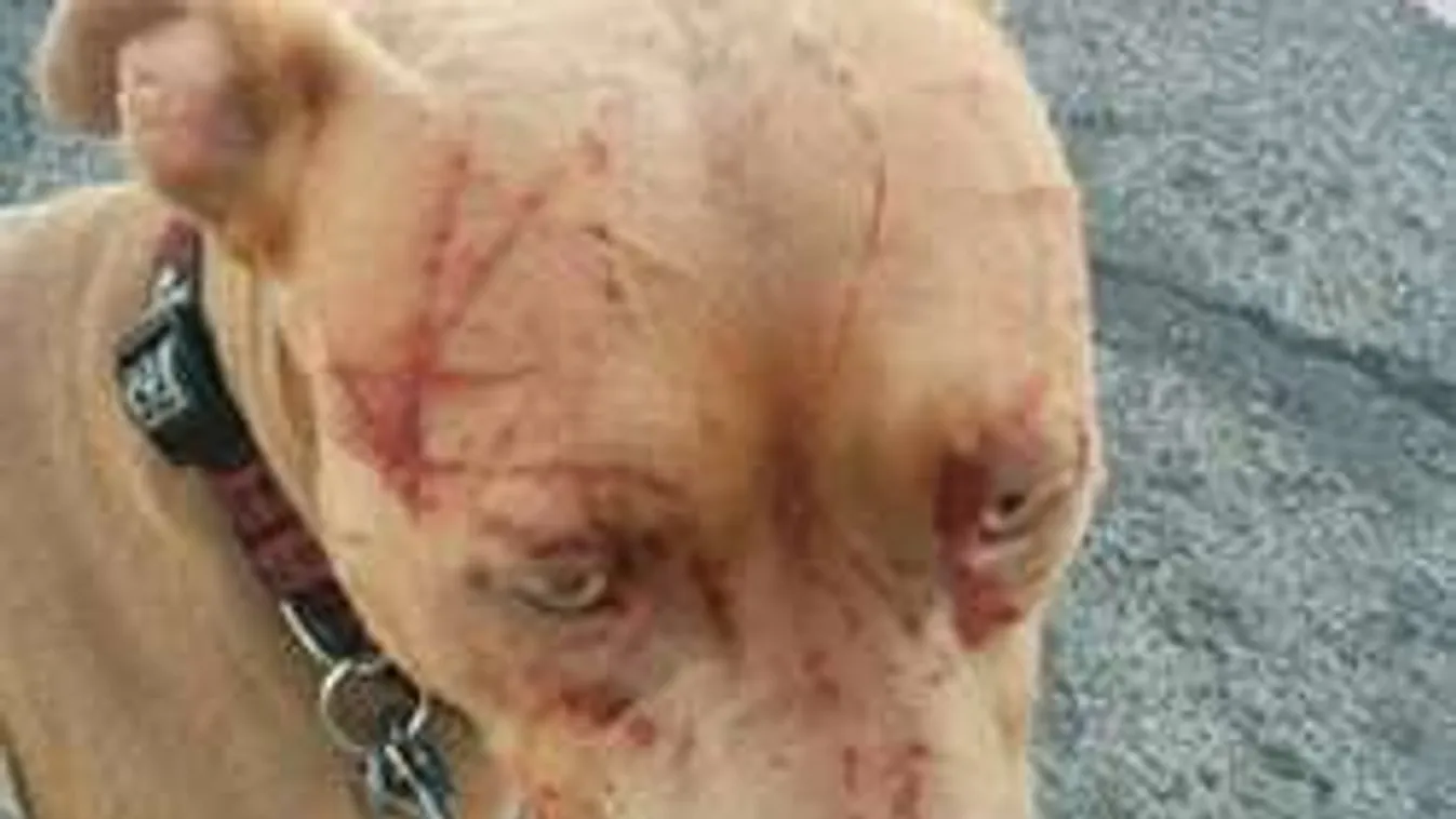 7 pitbullt támadott meg és juttatott kórházba egy macska - sokkoló fotók